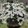 Fairytrail Bride Cascade Hydrangea - 1 Gallon Pot 2 Fairytrail Bride Cascade Hydrangea - 1 Gallon Pot -Outdoor Garden Store hydrangea fairytrail bride 11 1