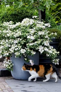 Fairytrail Bride Cascade Hydrangea - 1 Gallon Pot 11 Fairytrail Bride Cascade Hydrangea - 1 Gallon Pot -Outdoor Garden Store hydrangea fairytrail bride 7 1