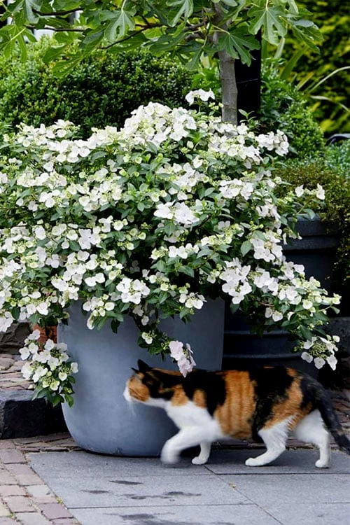 Fairytrail Bride Cascade Hydrangea - 1 Gallon Pot 7 Fairytrail Bride Cascade Hydrangea - 1 Gallon Pot - Image 5