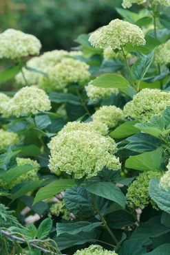 Invincibelle Sublime Smooth Hydrangea - 3 Gallon Pot 17 Invincibelle Sublime Smooth Hydrangea - 3 Gallon Pot -Outdoor Garden Store hydrangea invincibelle sublime 500x750 1