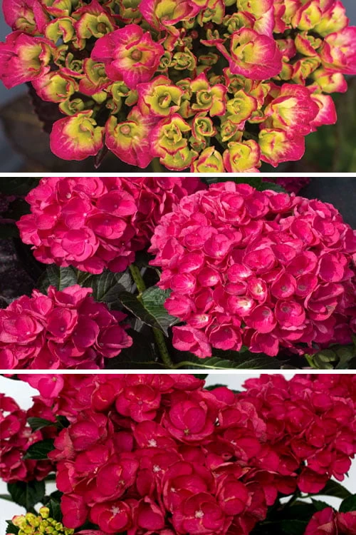 Akadama Hydrangea - 3 Gallon Pot 6 Akadama Hydrangea - 3 Gallon Pot - Image 4