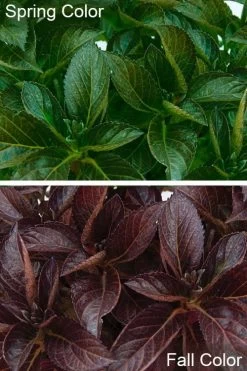 Akadama Hydrangea - 3 Gallon Pot 12 Akadama Hydrangea - 3 Gallon Pot -Outdoor Garden Store hydrangea macrophylla akadama 4