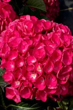 Akadama Hydrangea - 3 Gallon Pot 13 Akadama Hydrangea - 3 Gallon Pot -Outdoor Garden Store hydrangea macrophylla akadama 6