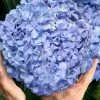 Big Daddy Hydrangea - 1 Gallon Pot 1 Big Daddy Hydrangea - 1 Gallon Pot -Outdoor Garden Store hydrangea macrophylla big daddy 101 1