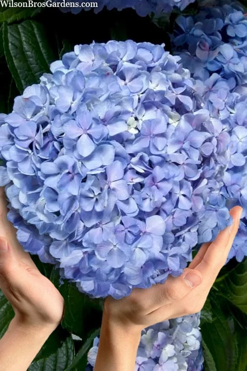 Big Daddy Hydrangea - 3 Gallon Pot 3 Big Daddy Hydrangea - 3 Gallon Pot
