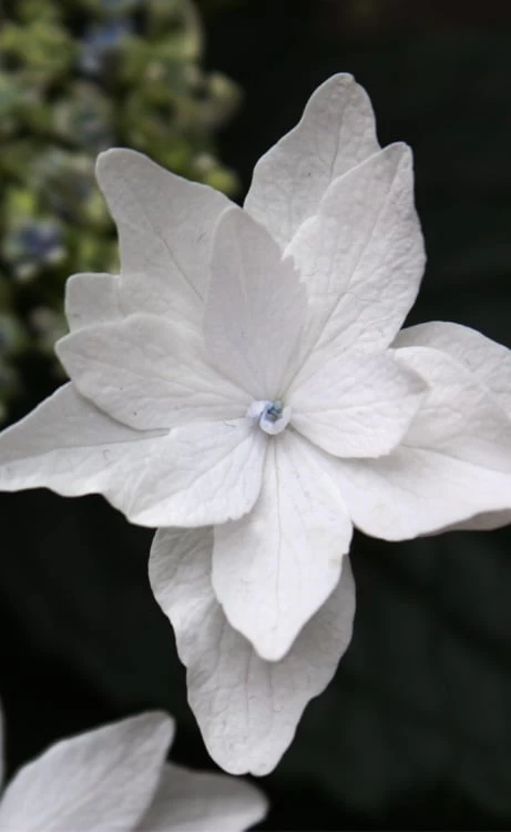 Fuji Waterfall Hydrangea - 1 Gallon Pot 3 Fuji Waterfall Hydrangea - 1 Gallon Pot