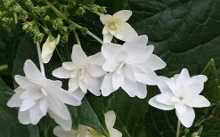 Fuji Waterfall Hydrangea - 1 Gallon Pot 11 Fuji Waterfall Hydrangea - 1 Gallon Pot -Outdoor Garden Store hydrangea macrophylla fuji waterfall 2