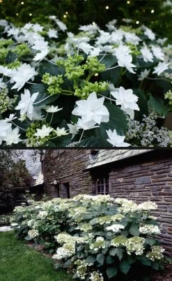 Fuji Waterfall Hydrangea - 1 Gallon Pot 12 Fuji Waterfall Hydrangea - 1 Gallon Pot -Outdoor Garden Store hydrangea macrophylla fuji waterfall 4
