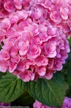 Love Hydrangea - 3 Gallon Pot 11 Love Hydrangea - 3 Gallon Pot -Outdoor Garden Store hydrangea macrophylla love 1