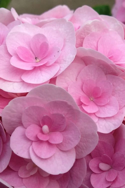 Love Hydrangea - 3 Gallon Pot 3 Love Hydrangea - 3 Gallon Pot