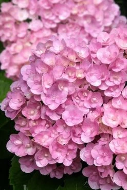 Love Hydrangea - 3 Gallon Pot 10 Love Hydrangea - 3 Gallon Pot -Outdoor Garden Store hydrangea macrophylla love 5