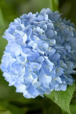 Penny Mac Hydrangea - 1 Gallon Pot 10 Penny Mac Hydrangea - 1 Gallon Pot -Outdoor Garden Store hydrangea macrophylla penny mac 21 1