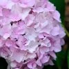 Penny Mac Hydrangea - 3 Gallon Pot 2 Penny Mac Hydrangea - 3 Gallon Pot -Outdoor Garden Store hydrangea macrophylla penny mac 22