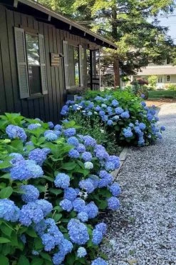 Penny Mac Hydrangea - 1 Gallon Pot 11 Penny Mac Hydrangea - 1 Gallon Pot -Outdoor Garden Store hydrangea macrophylla penny mac 23 1