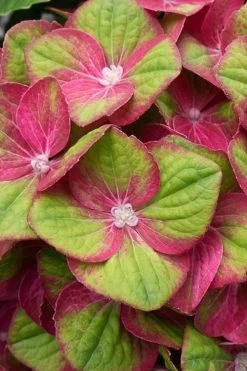 Tilt-A-Swirl Hydrangea - 3 Gallon Pot - SALE 17 Tilt-A-Swirl Hydrangea - 3 Gallon Pot - SALE -Outdoor Garden Store hydrangea macrophylla tilt a swirl 4