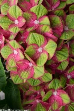 Tilt-A-Swirl Hydrangea - 3 Gallon Pot - SALE 13 Tilt-A-Swirl Hydrangea - 3 Gallon Pot - SALE -Outdoor Garden Store hydrangea macrophylla tilt a swirl 5