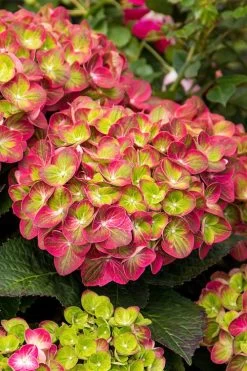 Tilt-A-Swirl Hydrangea - 3 Gallon Pot - SALE 14 Tilt-A-Swirl Hydrangea - 3 Gallon Pot - SALE -Outdoor Garden Store hydrangea macrophylla tilt a swirl 7