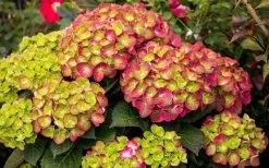 Tilt-A-Swirl Hydrangea - 3 Gallon Pot - SALE 16 Tilt-A-Swirl Hydrangea - 3 Gallon Pot - SALE -Outdoor Garden Store hydrangea macrophylla tilt a swirl 8