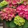 Tilt-A-Swirl Hydrangea - 3 Gallon Pot - SALE 2 Tilt-A-Swirl Hydrangea - 3 Gallon Pot - SALE -Outdoor Garden Store hydrangea macrophylla tilt a swirl 9