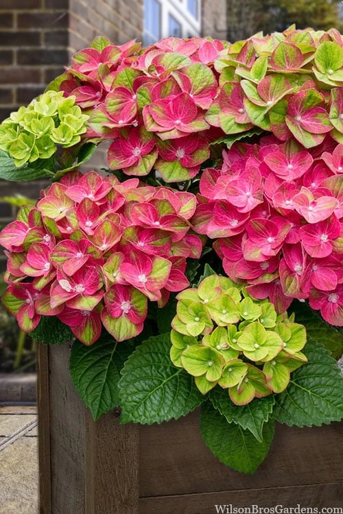 Tilt-A-Swirl Hydrangea - 3 Gallon Pot - SALE 3 Tilt-A-Swirl Hydrangea - 3 Gallon Pot - SALE