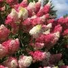 Berry White Panicle Hydrangea - 3 Gallon Pot 2 Berry White Panicle Hydrangea - 3 Gallon Pot -Outdoor Garden Store hydrangea paniculata berry white 2