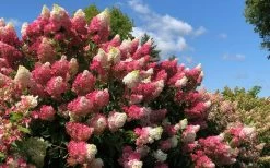 Berry White Panicle Hydrangea - 3 Gallon Pot 15 Berry White Panicle Hydrangea - 3 Gallon Pot -Outdoor Garden Store hydrangea paniculata berry white 4