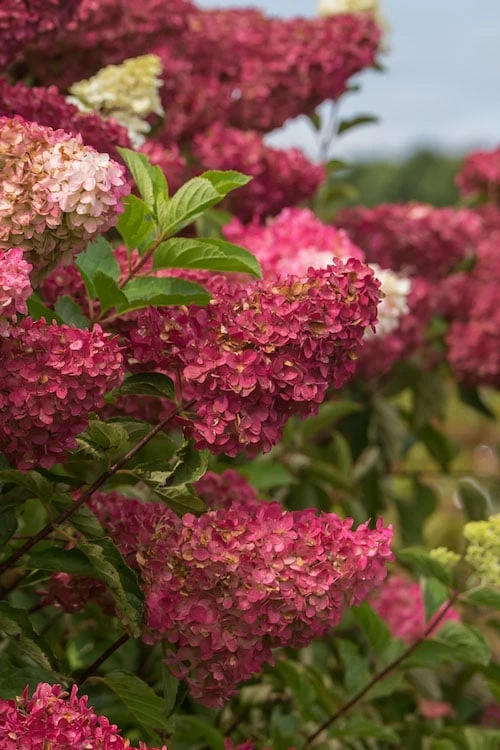 Berry White Panicle Hydrangea - 3 Gallon Pot 10 Berry White Panicle Hydrangea - 3 Gallon Pot - Image 8