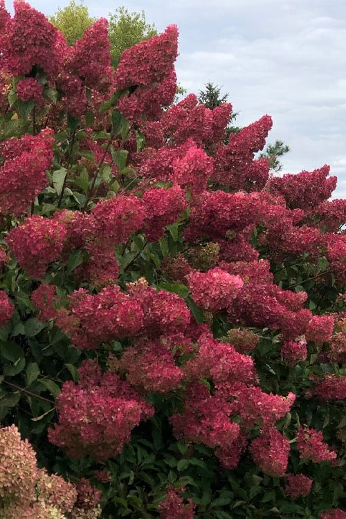 Berry White Panicle Hydrangea - 3 Gallon Pot 11 Berry White Panicle Hydrangea - 3 Gallon Pot - Image 9