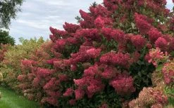 Berry White Panicle Hydrangea - 3 Gallon Pot 17 Berry White Panicle Hydrangea - 3 Gallon Pot -Outdoor Garden Store hydrangea paniculata berry white 8