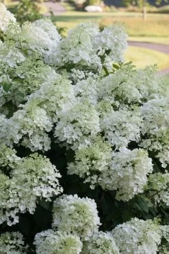 Bobo Hydrangea - 3 Gallon Pot 12 Bobo Hydrangea - 3 Gallon Pot -Outdoor Garden Store hydrangea paniculata bobo 3