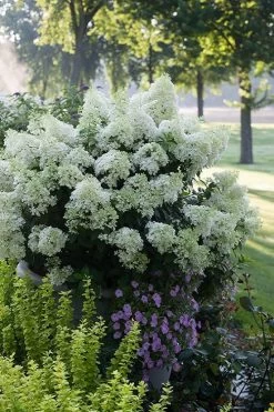 Bobo Hydrangea - 3 Gallon Pot 11 Bobo Hydrangea - 3 Gallon Pot -Outdoor Garden Store hydrangea paniculata bobo 5
