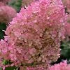 Bobo Hydrangea - 3 Gallon Pot 2 Bobo Hydrangea - 3 Gallon Pot -Outdoor Garden Store hydrangea paniculata bobo 6