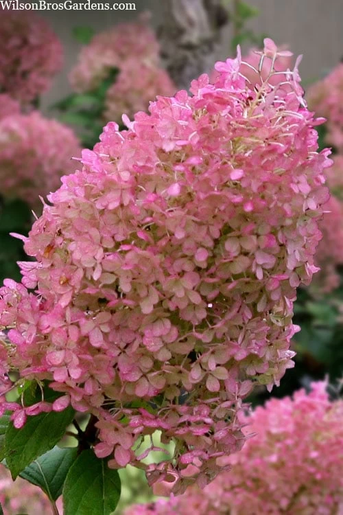 Bobo Hydrangea - 3 Gallon Pot 3 Bobo Hydrangea - 3 Gallon Pot
