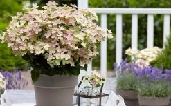 Early Evolution Hydrangea - 1 Gallon Pot 14 Early Evolution Hydrangea - 1 Gallon Pot -Outdoor Garden Store hydrangea paniculata early evolution 2