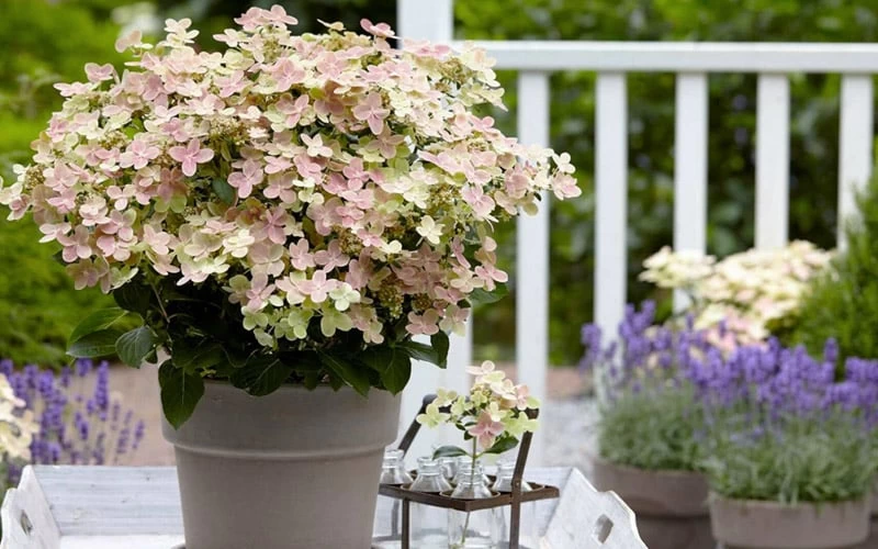Early Evolution Hydrangea - 1 Gallon Pot 8 Early Evolution Hydrangea - 1 Gallon Pot - Image 6