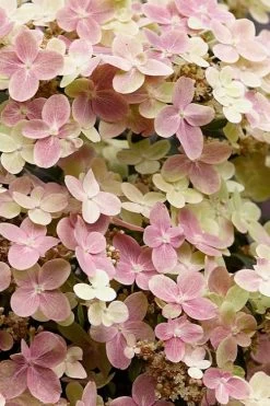 Early Evolution Hydrangea - 1 Gallon Pot 13 Early Evolution Hydrangea - 1 Gallon Pot -Outdoor Garden Store hydrangea paniculata early evolution 3
