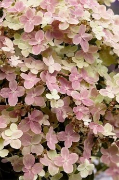 Early Evolution Hydrangea - 1 Gallon Pot 15 Early Evolution Hydrangea - 1 Gallon Pot -Outdoor Garden Store hydrangea paniculata early evolution 4