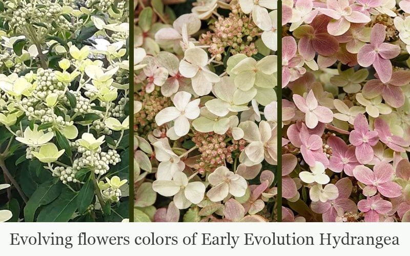 Early Evolution Hydrangea - 1 Gallon Pot 6 Early Evolution Hydrangea - 1 Gallon Pot - Image 4