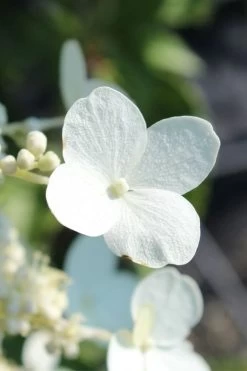 Kyushu Hydrangea - 3 Gallon Pot 15 Kyushu Hydrangea - 3 Gallon Pot -Outdoor Garden Store hydrangea paniculata kyushu 23