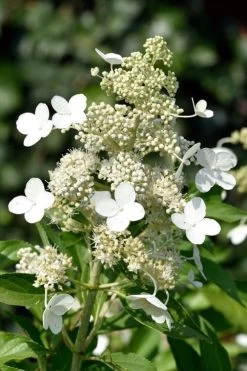 Kyushu Hydrangea - 3 Gallon Pot