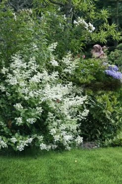 Kyushu Hydrangea - 3 Gallon Pot 16 Kyushu Hydrangea - 3 Gallon Pot -Outdoor Garden Store hydrangea paniculata kyushu 9