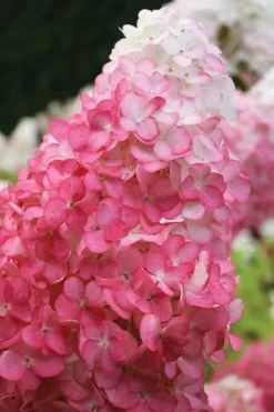 Vanilla Strawberry Hydrangea - 1 Gallon Pot 15 Vanilla Strawberry Hydrangea - 1 Gallon Pot -Outdoor Garden Store hydrangea paniculata vanilla strawberry 20