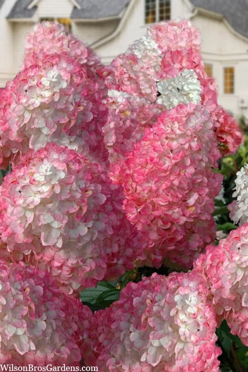 Vanilla Strawberry Hydrangea - 1 Gallon Pot 3 Vanilla Strawberry Hydrangea - 1 Gallon Pot