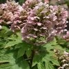Queen Of Hearts Oakleaf Hydrangea - 3 Gallon Pot 2 Queen Of Hearts Oakleaf Hydrangea - 3 Gallon Pot -Outdoor Garden Store hydrangea queen of hearts oakleaf 500x750 1