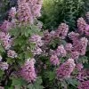 Gatsby Pink Oakleaf Hydrangea - 3 Gallon Pot 1 Gatsby Pink Oakleaf Hydrangea - 3 Gallon Pot -Outdoor Garden Store hydrangea quercifolia gatsby pink 17