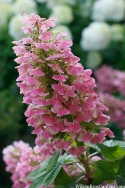 Gatsby Pink Oakleaf Hydrangea - 3 Gallon Pot 10 Gatsby Pink Oakleaf Hydrangea - 3 Gallon Pot -Outdoor Garden Store hydrangea quercifolia gatsby pink 7