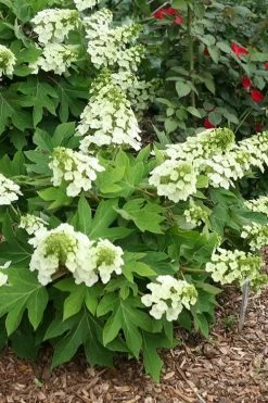 Pee Wee Dwarf Oakleaf Hydrangea - 1 Gallon Pot 17 Pee Wee Dwarf Oakleaf Hydrangea - 1 Gallon Pot -Outdoor Garden Store hydrangea quercifolia pee wee oakleaf 1