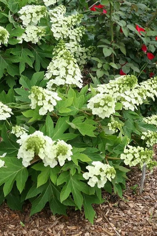 Pee Wee Dwarf Oakleaf Hydrangea - 1 Gallon Pot 10 Pee Wee Dwarf Oakleaf Hydrangea - 1 Gallon Pot - Image 8