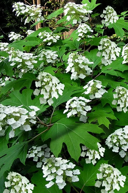 Pee Wee Dwarf Oakleaf Hydrangea - 1 Gallon Pot 3 Pee Wee Dwarf Oakleaf Hydrangea - 1 Gallon Pot