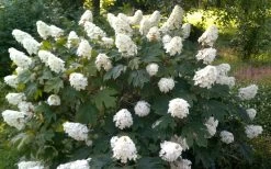 Queen Of Hearts Oakleaf Hydrangea - 3 Gallon Pot 11 Queen Of Hearts Oakleaf Hydrangea - 3 Gallon Pot -Outdoor Garden Store hydrangea quercifolia queen of hearts 4